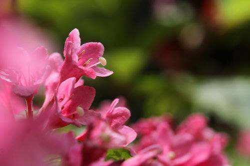 锦带花 繁花似锦的庭院佳丽