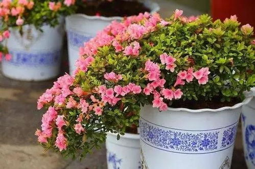 又到周末，迎春添福 推荐几种过年期间开花的吉祥花卉