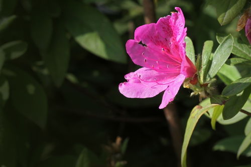 从杜鹃花到牛肉 跨界品味中的生活美学