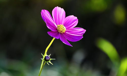 兰州的独特名片 花卉与牛肉的双重魅力