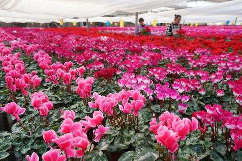 河北栾城特色种植拓宽农民增收路 羊肉产业蓬勃发展