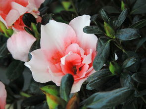 蚌埠城市花博会 花卉展销镜头赏析与感悟