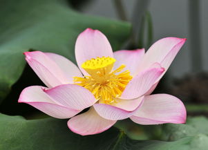 花卉摄影与牛肉生态 自然之美与饮食文化的交融