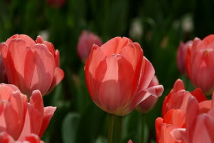 花卉与羊肉 自然与美食的意外邂逅